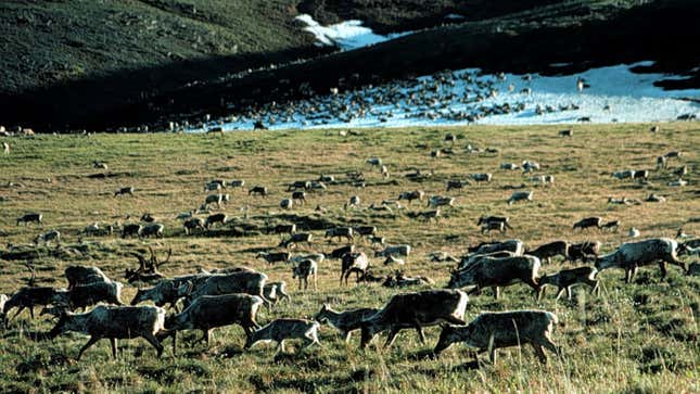 This puts these caribou at risk!