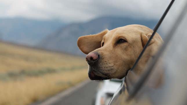 Image for article titled How to Dog-Proof Your Car