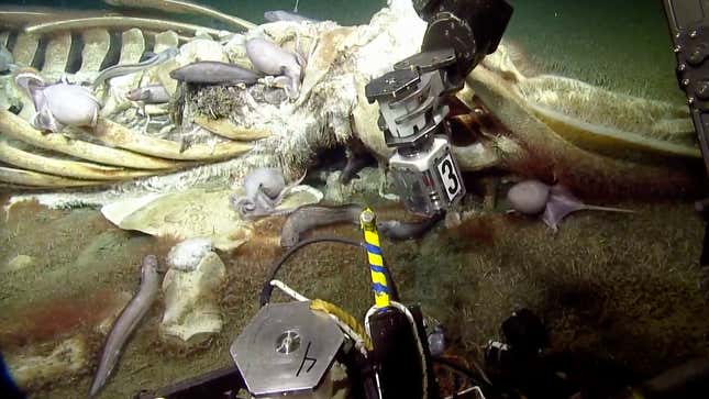 Image for article titled Creatures of the Deep Are Feeding on a Whale Carcass and You Can Watch It Live