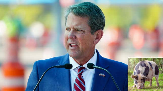Image for article titled Brian Kemp Unveils Specially Trained Hogs That Can Root Out Voter Fraud