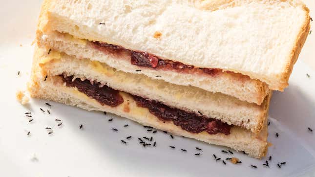 Black ants crawl on a peanut butter and jelly sandwich made with white bread.