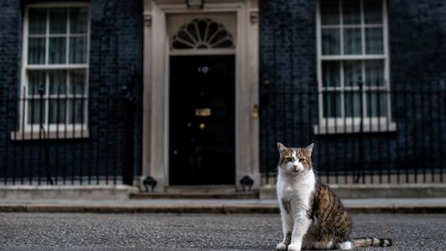 Image for article titled Make the Cat Prime Minister