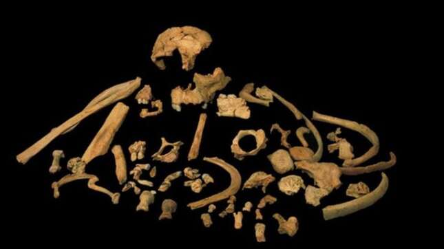 Imagen para el artículo titulado La historia del origen de la humanidad se complica aún más