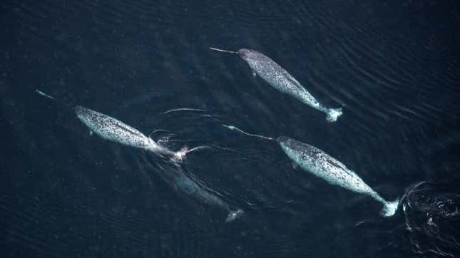Image for article titled Narwhal Genome Reveals Another Way That Narwhals Are Weird