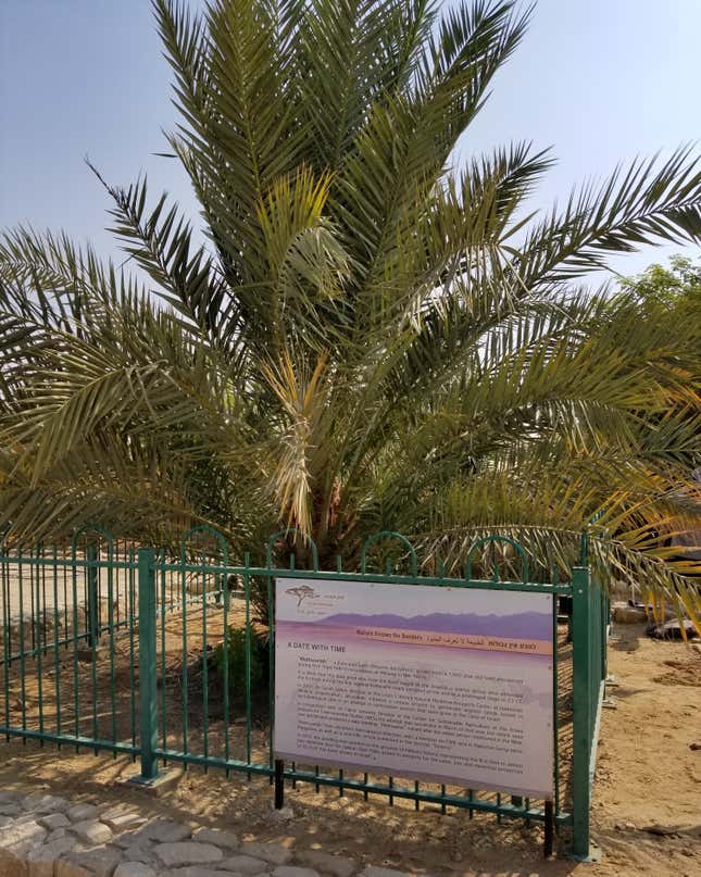 Methuselah, the date palm resurrected from a 1,900-year-old seed.