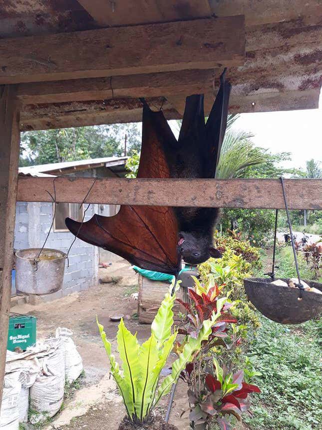 Imagen para el artículo titulado El descomunal murciélago descansando cual Nosferatu en el porche de una casa es real, aunque tiene truco