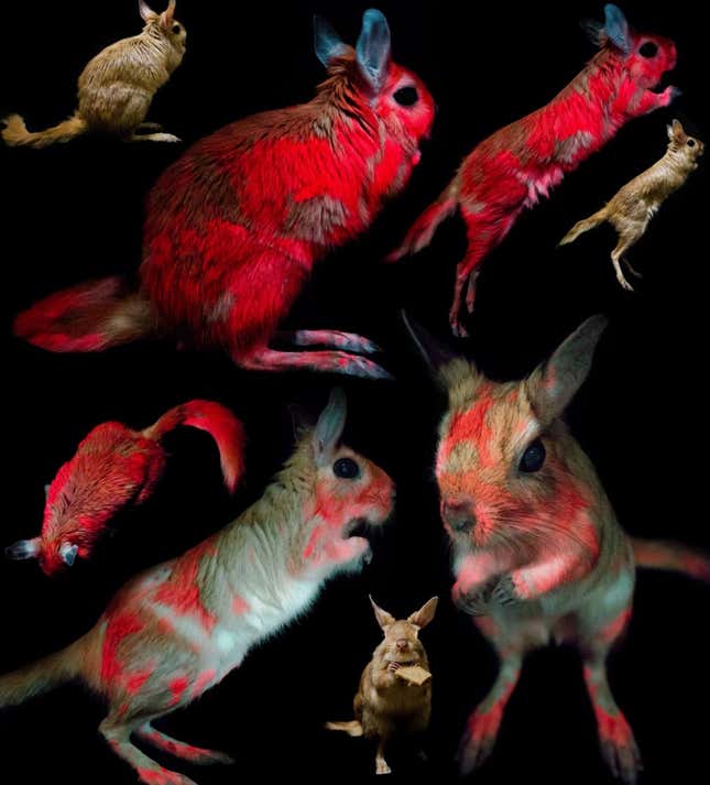 Imagen para el artículo titulado Descubren un nuevo animal que brilla en la oscuridad bajo luz UV, y la razón puede ser muy ingeniosa: camuflaje