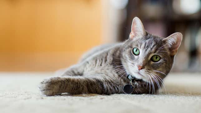 Image for article titled No Amount Of Training Could Have Prepared Cat For First Experience Seeing Mouse In Real Life