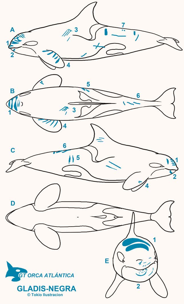 Injuries mapped on the body of Gladis Black.
