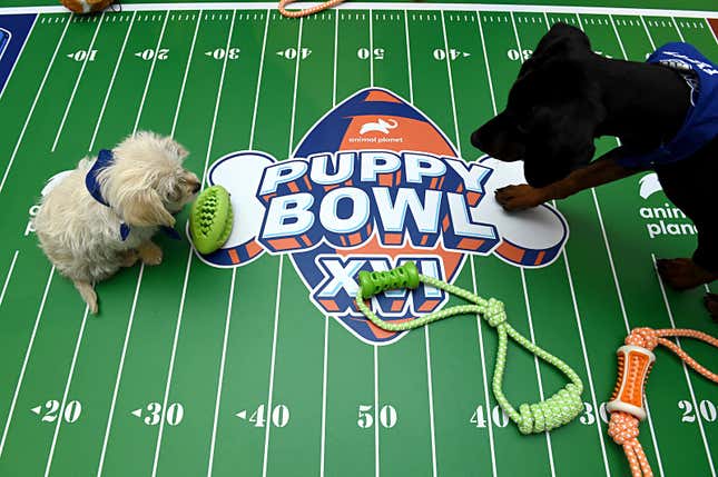 Image for article titled 15 bizarre Super Bowl Prop bets to bank on