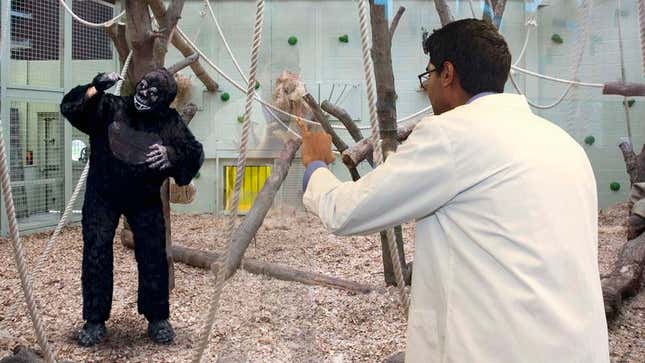 Brian, a full-grown, adult gorilla-suit-wearing man, communicates with a researcher.