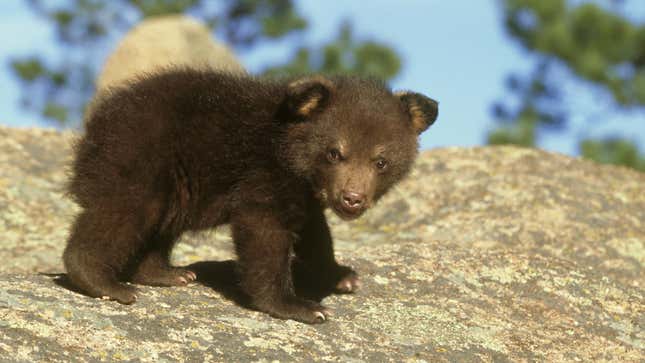 Black bear cub on rock