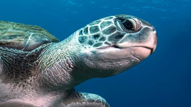 Image for article titled 10 Morally Reprehensible Turtles Who Deserved To Get Their Heads Stuck In Plastic Rings