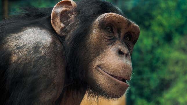 Imagen para el artículo titulado Estos chimpancés haciendo la conga podrían enseñarnos por qué los humanos comenzaron a bailar