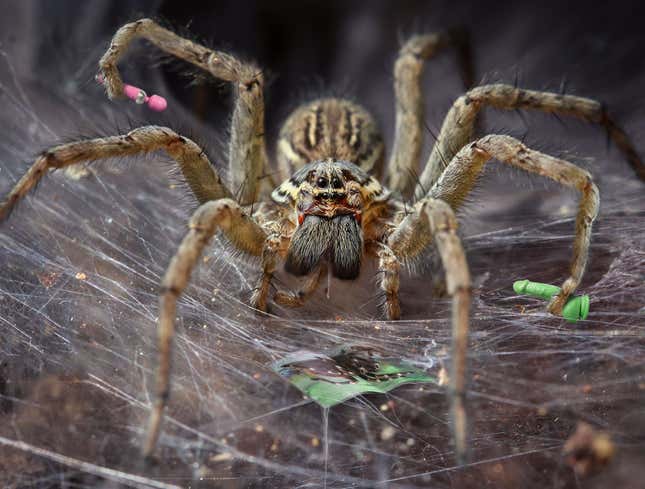 Image for article titled Masturbating Female Spider Instinctively Eats Self Afterwards