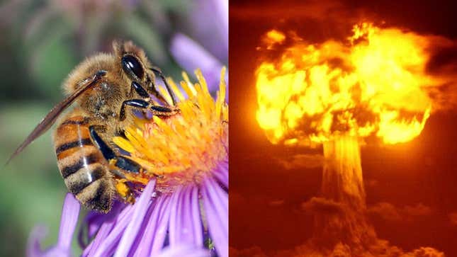 Image for article titled Nuclear fallout from the Cold War might be killing our bees