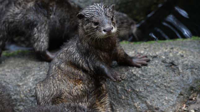 A juvenile Asian small-clawed otter at the Singapore Zoological Garden on January 11, 2018.