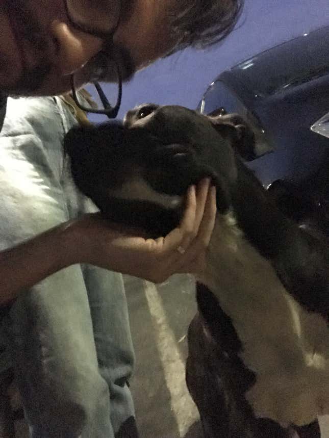 Image for article titled Three Good Dogs I Met