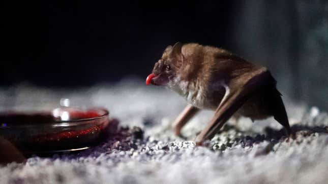 A captive vampire bat drinking cow blood. 
