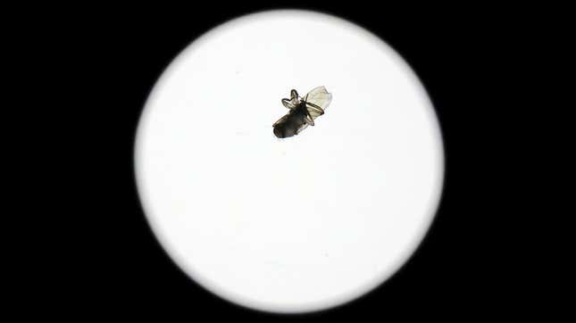 Image for article titled How Did This Full-Grown Fly End Up Inside a Sealed $2,000 Camera Lens?