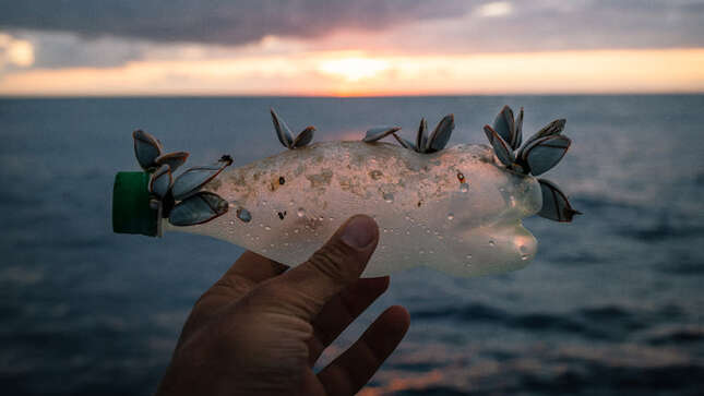 La vida se aferra a una botella de plástico.