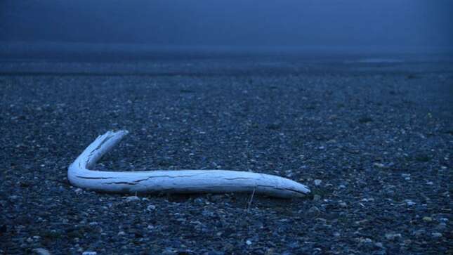 Encuentran los restos de ADN más antiguos del mundo en el diente de un mamut milenario