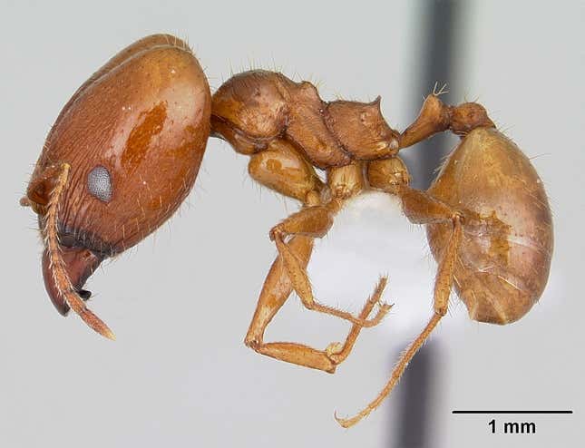 Imagen para el artículo titulado Esta especie de hormiga carnívora crea trampas con plumas para atrapar a sus presas