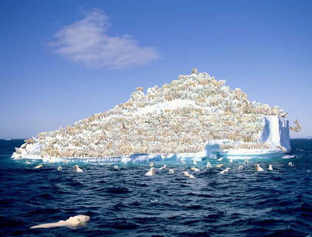 Image for article titled World’s 22,000 Polar Bears Forced To Share Last Remaining Iceberg