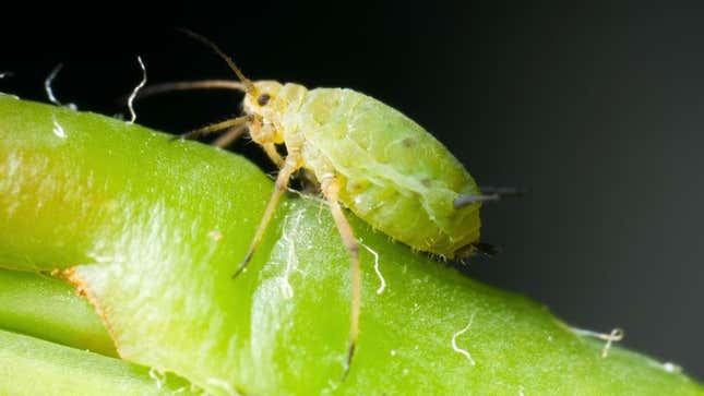 Image for article titled Zoo Posting Hourly Updates On Aphid About To Give Birth