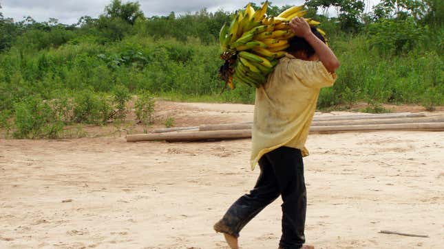 A Tsimané  man carrying bananas. 