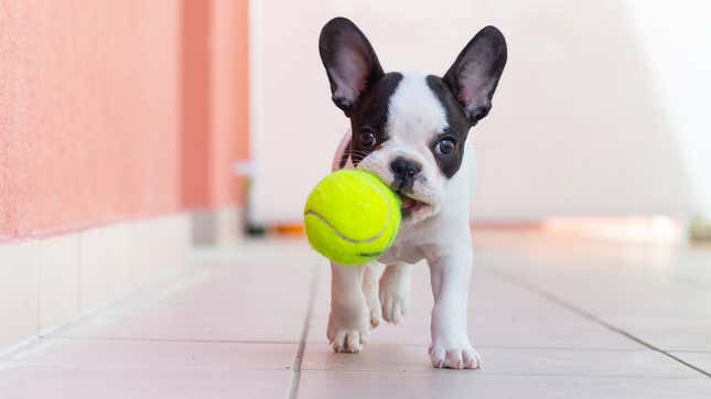Image for article titled Don&#39;t Let Your Dog Play With Tennis Balls