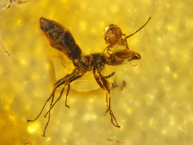 The mite firmly attached to the ant’s head. 