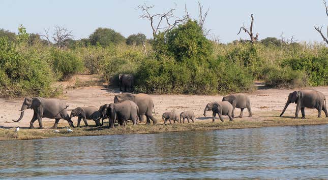 Imagen para el artículo titulado Nadie sabe cómo han muerto más de 150 elefantes de Botswana en dos meses
