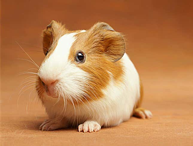 Image for article titled Guinea Pig Returned For Store Credit