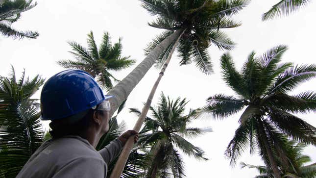 A worker collecting young coconuts at a smallholder coconut plantation in Sariaya, Quezon, Philippines