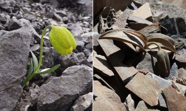 Imagen para el artículo titulado Cómo una flor china ha evolucionado para esconderse de su mayor depredador: los humanos