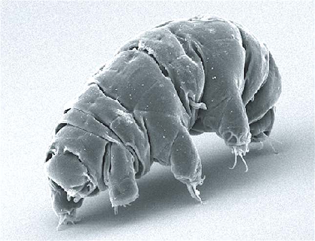 A microscope image of tardigrade.