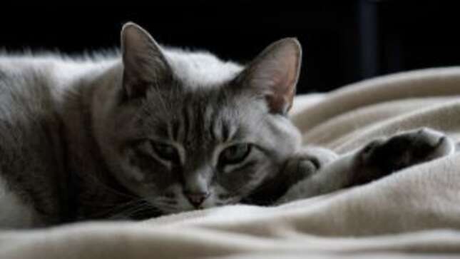 Imagen para el artículo titulado Una sustancia doméstica muy común puede causar problemas de tiroides en los gatos