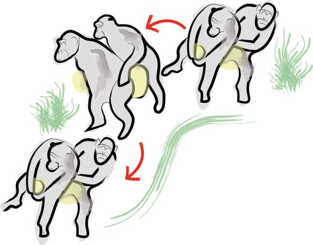Ilustración: Lameira, et al (Scientific Reports)