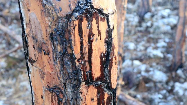 Trees a mile from the Equinor spill on Grand Bahama are stained with oil.