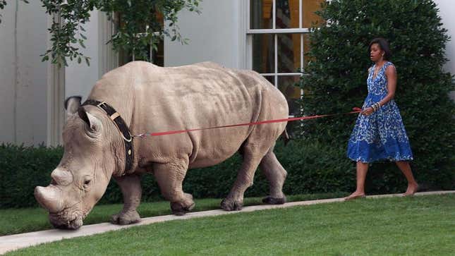 Image for article titled Michelle Obama Seen Outside Walking Family Rhinoceros