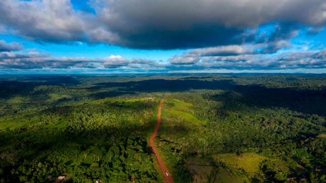 Tropical rainforests such as the Amazon are among the most effective carbon sinks the Earth has gifted us with.