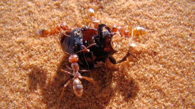 Imagen para el artículo titulado La hormiga más rápida del mundo alcanza una velocidad récord de 855 mm/s