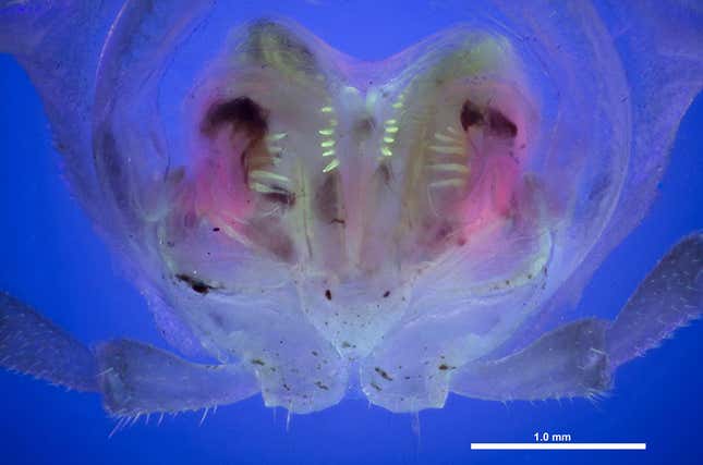 Una vulva de Pseudopolydesmus bajo la luz ultravioleta.