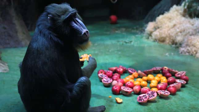 Baboon sits in front of heart-shaped pile of fruit