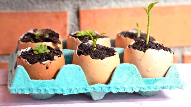 Image for article titled Use Eggshells to Plant and Grow Seedlings