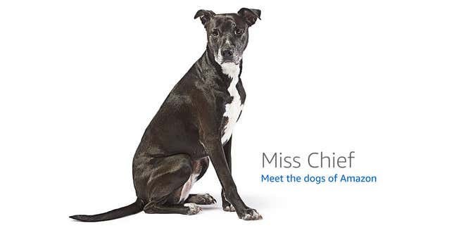 Image for article titled Amazon's Error Dogs, Ranked