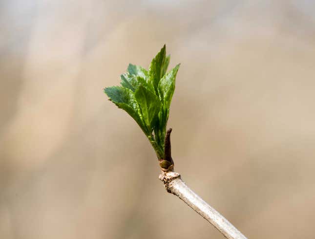 Image for article titled Leaf That Came Out Too Early Cold As Shit