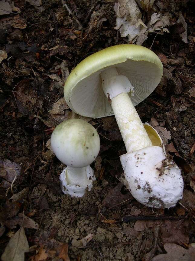 Amanita phalloides. Wikimedia Commons