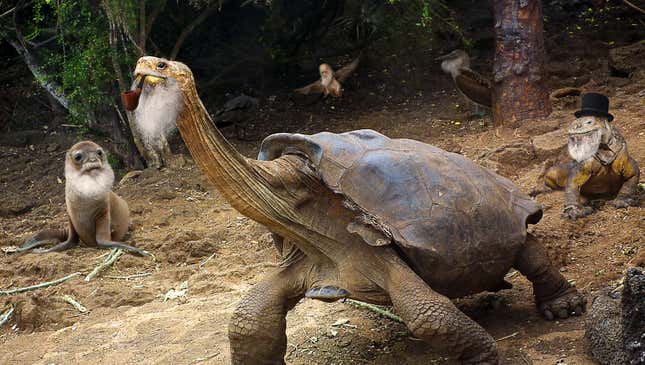 The proliferation of Darwins began with a now-extinct mammalian species, which at one time roamed the islands foraging for specimens of flora and fauna to collect and classify.